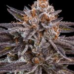 Hiszpański seedbank Ripper Seeds specjalizujący się głównie w europejskich odmianach marihuany włączył do swojej oferty dwie nowości o amerykańskiej genetyce. KmintZ i OMG to odmiany konopi, które powinny szybko stać się popularne wśród growerów i palaczy.