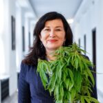 Chociaż polskich parlamentarzystów wiele kwestii dzieli, to w temacie dekryminalizacji marihuany starają się działać ponad podziałami. Przykładem tego jest Parlamentarny Zespół ds. Legalizacji Marihuany, który zajmuje się również regulacjami przepisów dotyczących marihuany medycznej i konopi siewnych.