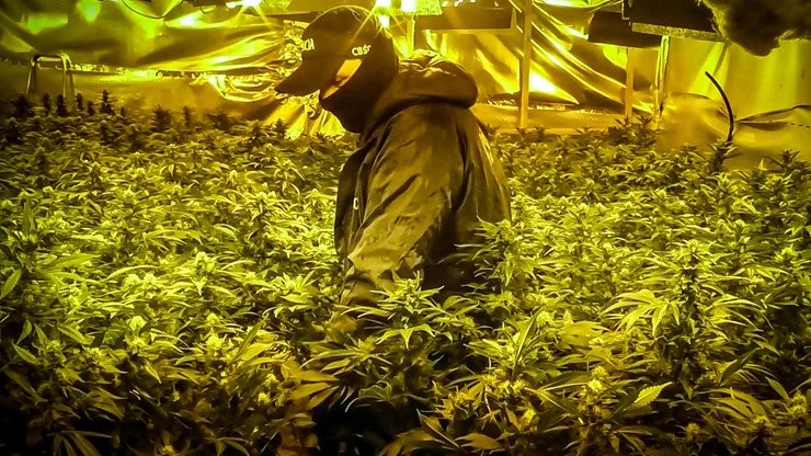 Obydwie plantacje marihuany, które pod Warszawą uprawiali Wietnamczycy były profesjonalnie wyposażone. Krzewy konopi indyjskich były ogrzewane i doświetlane sprzętem z najwyższej półki, zasilanym kradzionym prądem.