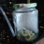 Niesamowitą determinacją i instynktem macierzyńskim na miarę rasowego growera wykazał się 24 letni mieszkaniec Łodzi. Uprawiał konopie indyjskie w growboxie. Do jego mieszkania zapukali policjanci. Nie chciał ich wpuścić i walczył zażarcie o rośliny niczym lwica o swoje młode.