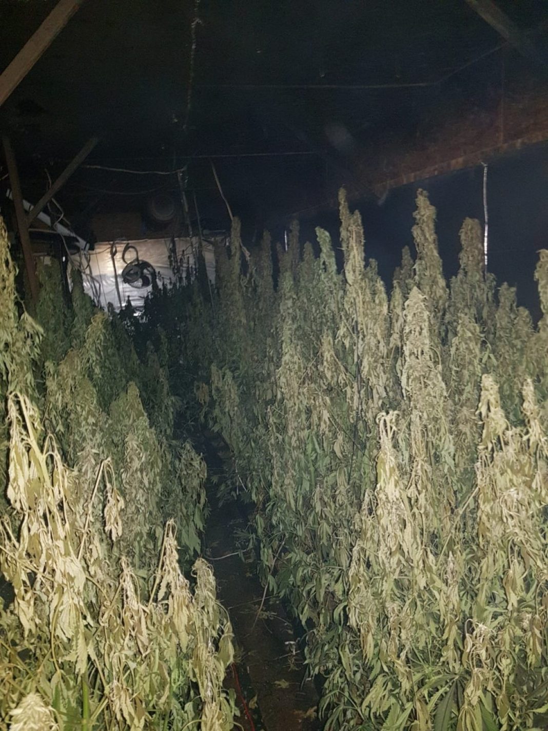 503 krzewy konopi indyjskich oraz 126 gramów zioła odkryli w jednym z domów letniskowych policjanci z Gdańska i Pucka. Mundurowi otrzymali informacje o profesjonalnej plantacji marihuany na terenie prywatnej posesji.