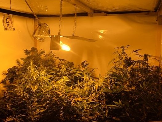 To nie żart. Takie komentarze wielkopolskich policjantów pojawiły się w sieci po tym, jak ujawnili plantację marihuany i zatrzymali jej 38 letniego właściciela. Przejęli w sumie 50 krzewów konopi indyjskich, które były uprawiane na terenie jednego z domów w Złotowie.