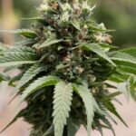 Wyróżniają się niesamowitym zapachem i smakiem. Mowa o amerykańskich, autokwitnących odmianach marihuany. W artykule prezentujemy trzy klasyki umożliwiające szybkie zbiory z możliwością uprawy outdoor niemal w każdym klimacie.