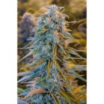 Tym razem prezentujemy dwie odmiany marihuany pochodzące z Kalifornii. Blue Dream oraz Green Crack to niewątpliwie propozycje dla koneserów palenia dobrego zioła. To odmiany, które szybko wyszły poza Kalifornię i zyskały popularność w innych częściach świata.