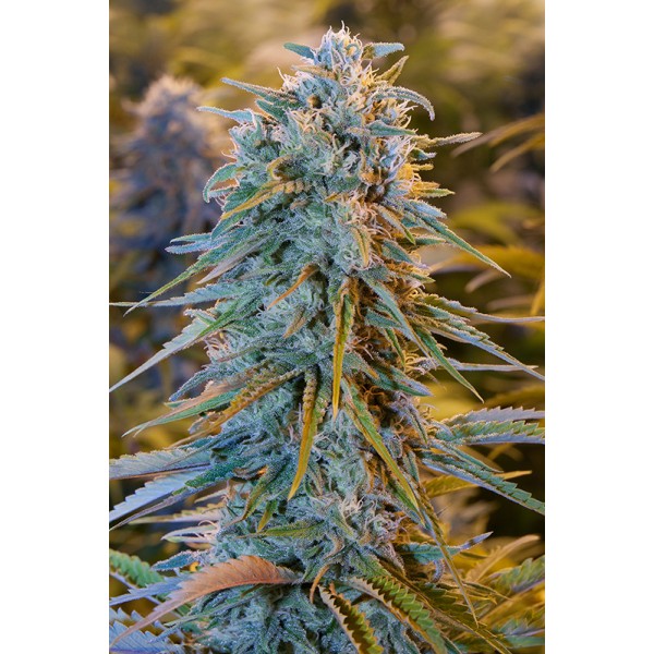 Tym razem prezentujemy dwie odmiany marihuany pochodzące z Kalifornii. Blue Dream oraz Green Crack to niewątpliwie propozycje dla koneserów palenia dobrego zioła. To odmiany, które szybko wyszły poza Kalifornię i zyskały popularność w innych częściach świata.