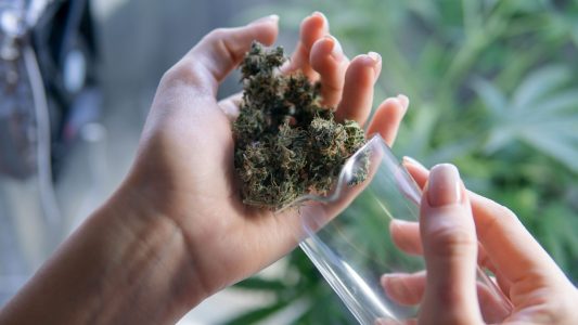 Medyczna marihuana będzie produkowana w Polsce