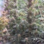 76 krzewów konopi indyjskich na zapleczu sklepu uprawiał jego właściciel. Nietypową placówką handlową mieszczącą się w Andrychowie (woj. małopolskie) odkryli miejscowi policjanci. Jednak na ujawnieniu i przejęciu 76 krzaków się nie skończyło.