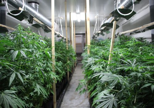 To była zmasowana akcja funkcjonariuszy CBŚP w woj. śląskim. Zlikwidowali dwie plantacje konopi indyjskich w Zabrzu i Częstochowie. Jak wynika z szacunków mundurowych można było z nich zebrać plony o wartości 3,4 mln zł.