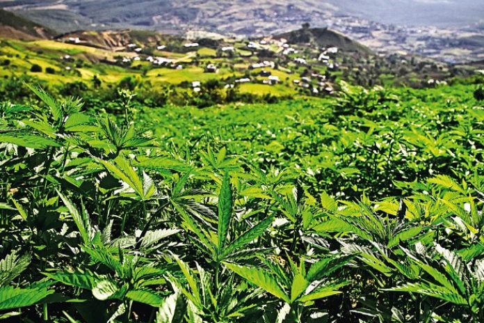 Rada Ministrów Maroka jeszcze w tym tygodniu ma zatwierdzić projekt ustawy legalizujący w całym kraju marihuanę. W efekcie umożliwi to nie tylko swobodne zapalenie jointa , ale również będzie to zielone światło dla konopnego biznesu w Maroku.