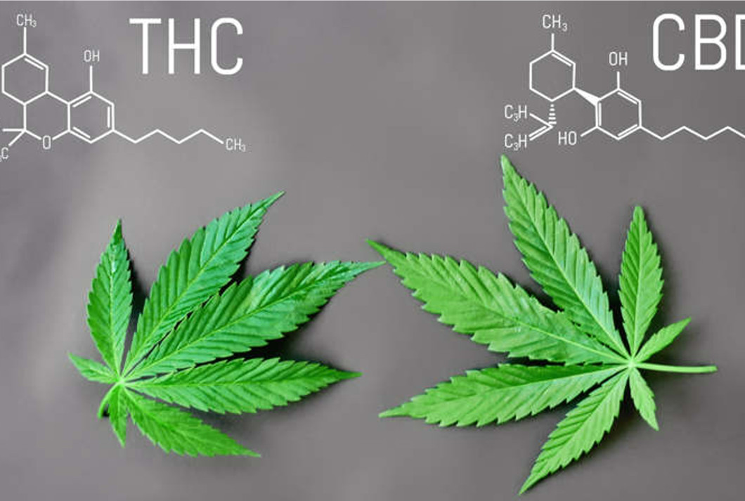 Różnica między CBD a THC