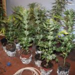 13 krzewów konopi indyjskich pielęgnowanych przy pomocy profesjonalnego sprzętu do uprawy wycieli policjanci z Raciborza. Skromną plantację uprawiał w domowym zaciszu 37 latek z miejscowości Krzanowice. Teraz grozi mu nawet 12 lat więzienia.