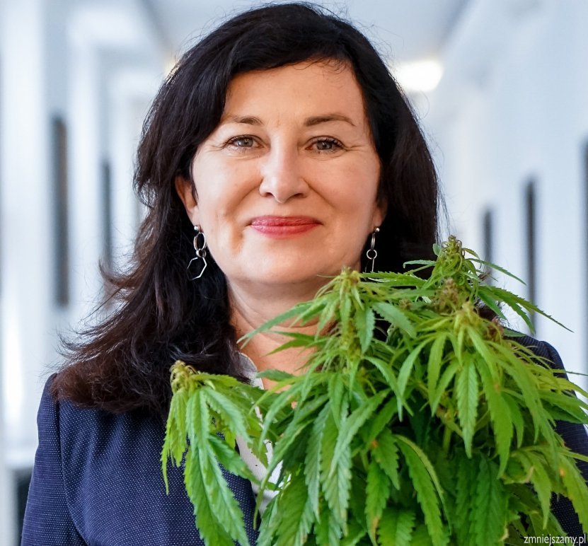 Tegoroczny dzień marihuany w Polsce jest wyjątkowy. Wszystko za sprawą symbolicznego złożenia we wtorek (20 kwietnia) pakietu ustaw konopnych przez Parlamentarny Zespół ds Legalizacji Marihuany. Projekty ustaw 4/20 przewidują nie tylko regulacje dotyczące dekryminalizacji marihuany, ale także uprawę konopi indyjskich dla celów medycznych oraz udogodnienia prawne dla uprawy konopi siewnych na potrzeby przemysłu.