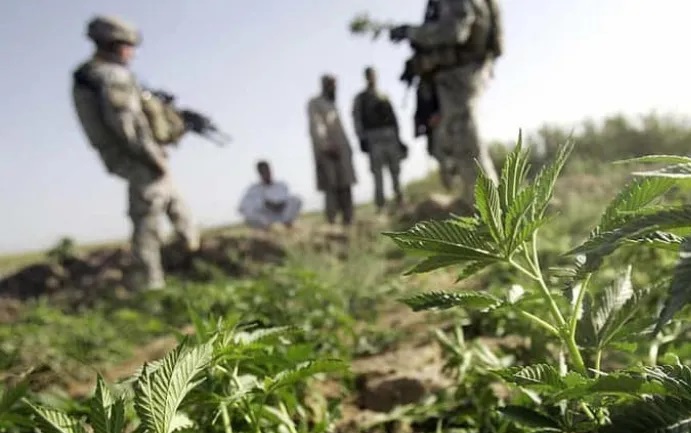 Zioło wśród księży, zioło wśród biznesmenów i polityków, zioło w szeregach policji, ale również w polskiej armii. Wielokrotnie na naszych łamach pisaliśmy o tym, w jakich środowiskach nielegalna nad Wisłą marihuana jest uprawiana i używana. Tym razem konopie indyjskie ujawniono u żołnierzy z 6 Batalionu Dowodzenia w Krakowie.