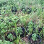 8 lat więzienia grozi 27 latkowi z toruńskiego Rubinkowa, który uprawiał konopie indyjskie „pod chmurką”. Zatrzymany przez policjantów mężczyzna wyhodowane wcześniej w domu krzewy konopi przesadzał na nieużytkach.