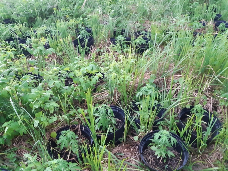 8 lat więzienia grozi 27 latkowi z toruńskiego Rubinkowa, który uprawiał konopie indyjskie „pod chmurką”. Zatrzymany przez policjantów mężczyzna wyhodowane wcześniej w domu krzewy konopi przesadzał na nieużytkach.