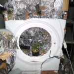 To był growbox na miarę możliwości gminy Dobre koło Radziejowa. Zrobiony ze starej pralki i profesjonalnie wyposażony zapewniał uprawianym konopiom indyjskim niemal idealne warunki. Zapewne i plony 37 letni właściciel tej uprawy w pralce zebrałby obfite, gdyby nie został przyłapany przez policjantów.