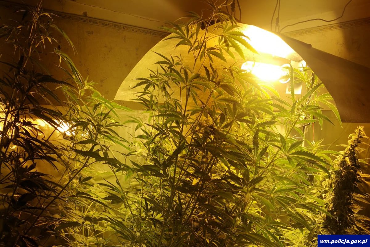 To była mini-plantacja konopi indyjskich, którą uprawiał 28 letni mieszkaniec Bisztynka (woj. warmińsko-mazurskie). W sumie było to 19 krzewów na strychu, gdzie mazurski grower zainstalował solidne oświetlenie i folie odblaskowe.