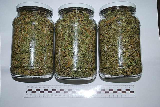 Aż chce się powiedzieć, że to nie tylko idealna kandydatka na żonę, ale także wzorową gospodynię domową. A jeśli nie mielibyście u niej szans to przynajmniej jest idealną kandydatką na sąsiadkę, od której można pożyczyć nie tylko sól. Wszystko dlatego, że 38 letnia mieszkanka Nowego Sącza uprawiała konopie indyjskie, a zebrane z nich plony umieszczała w słoikach.