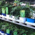 To nie żart! Chociaż we Francji konopie indyjskie są nielegalne, to można je było kupić w supermarketach i sklepach ogrodniczych. Dokładnie na terenie środkowej Francji, w regionie Puy-de-Dôme, na sklepowych półkach pojawiły się doniczki z sadzonkami marihuany. Towar schodził jak ciepłe bagietki do momentu aż ktoś nie zawiadomił policjantów.