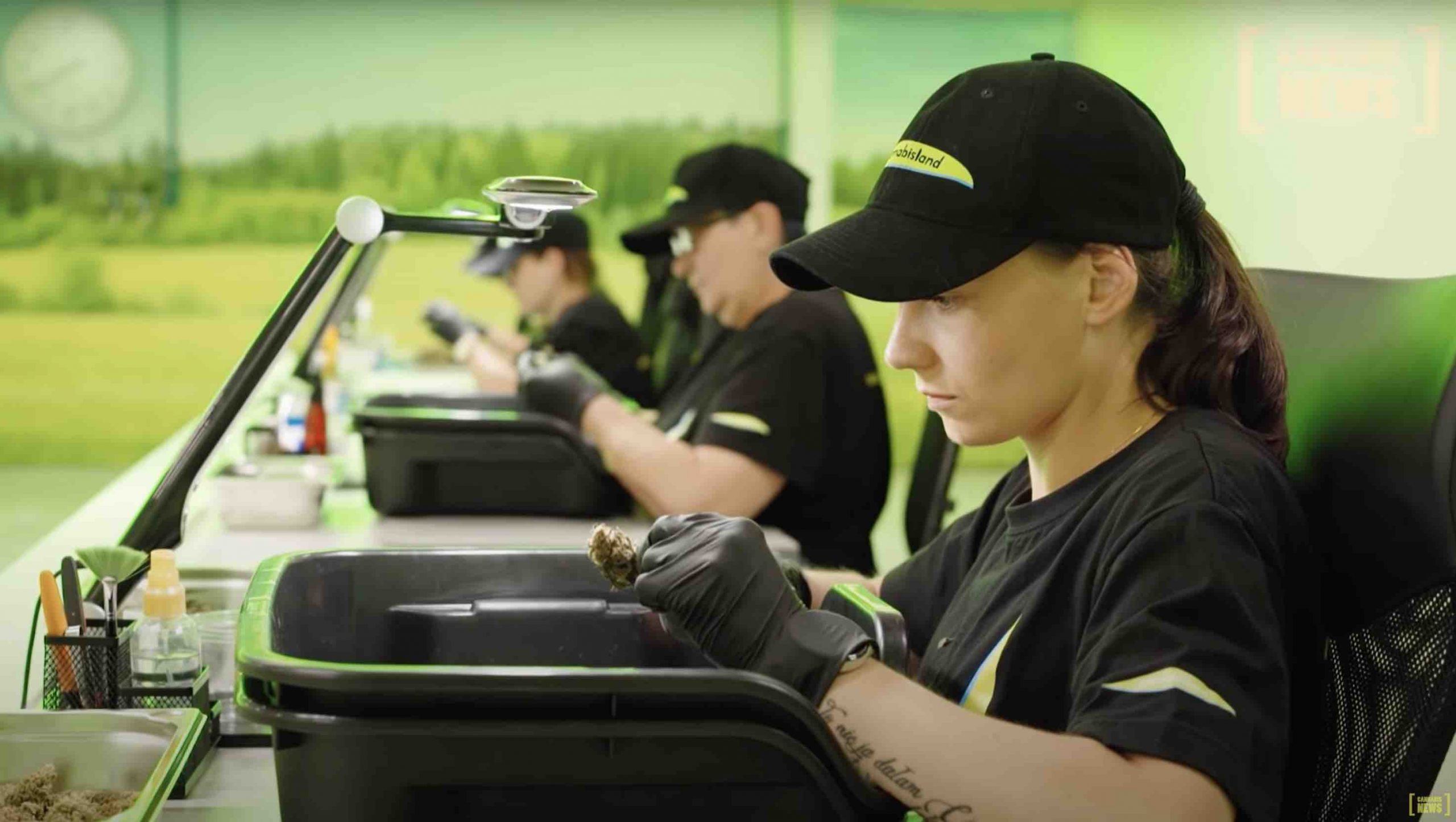 CAnnabisland polski producent suszu