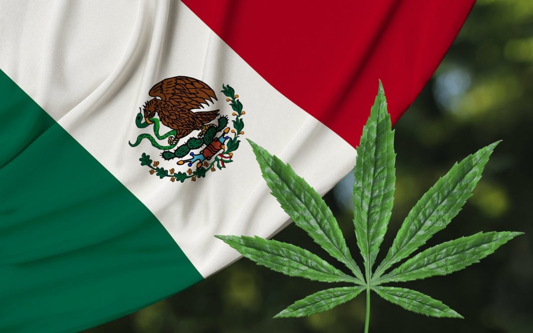 Depenalizacja marihuany w Meksyku stała się faktem. Sąd Najwyższy zdecydował, że osoby dorosłe mogą rekreacyjnie używać marihuany. Decyzję przegłosowało ośmiu z jedenastu sędziów.
