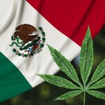Depenalizacja marihuany w Meksyku stała się faktem. Sąd Najwyższy zdecydował, że osoby dorosłe mogą rekreacyjnie używać marihuany. Decyzję przegłosowało ośmiu z jedenastu sędziów.