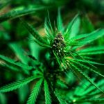 Jak wynika z najnowszych badań naukowych, konopie siewne zostały udomowione już 12 tysięcy lat temu! Oprócz tego wszystkie odmiany tych roślin pochodzą od jednego przodka z Chin. Wyniki badań są efektem zebrania przez naukowców 110 próbek konopi, znalezionych w różnych zakątkach świata.