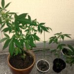 4 sadzonki konopi indyjskich będzie mógł na własny użytek uprawiać każdy mieszkaniec Italii.