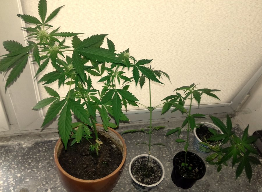 4 sadzonki konopi indyjskich będzie mógł na własny użytek uprawiać każdy mieszkaniec Italii.