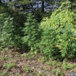 Z jednej strony nieco go poniosło, a z drugiej po prostu nie mógł się pogodzić z faktem, że policjanci odkryli jego skromną uprawę konopi indyjskich i zaczęli wycinać dorodne rośliny. 21 latek z gminy Chmielnik (woj. świętokrzyskie) wjechał na posesję gdzie rosły rośliny i potrącił jednego z interweniujących tam funkcjonariuszy.