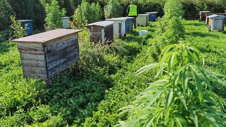 Dorodne krzewy marihuany pszczelarz spod Kętrzyna (woj. warmińsko-mazurskie) uprawiał bynajmniej nie po to, żeby wytwarzać konopny miód.