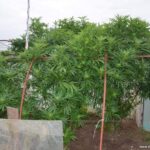 W szklarni, pomiędzy pomidorami 62 latek uprawiał 15 krzewów konopi indyjskich. Nielegalną plantację namierzyli jednak policjanci z Bolesławca. Zatrzymany mężczyzna tłumaczył, że konopie mają właściwości lecznicze i uprawiał je na własny użytek.