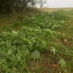 W mieszkaniu 7 kilogramów zioła i amfetamina, a pod chmurką dorodne krzewy konopi indyjskich. Ten dobytek należał do 24 letniego mieszkańca z gminy Kamieniec Ząbkowicki. Niestety sen o konopnej potędze się dla niego skończył, bo zatrzymali go czujni policjanci.