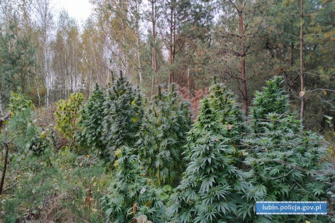 Im dalej w las tym… więcej marihuany. Przekonali się o tym lubińscy policjanci, którzy ujawnili obfitą w plony plantację konopi indyjskich. Wyglądała ona niczym konopny las w lasach państwowych.