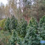 Im dalej w las tym… więcej marihuany. Przekonali się o tym lubińscy policjanci, którzy ujawnili obfitą w plony plantację konopi indyjskich. Wyglądała ona niczym konopny las w lasach państwowych.