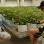 Chociaż nad Wisłą konopny rynek w porównaniu do tego w USA dopiero raczkuje, to nie brakuje w Polsce przykładów na miarę konopnego American dream. Mowa o profesjonalnej produkcji suszu CBD na Warmii. Cannabisland to uprawa konopi warta dziesiątki milionów złotych, a produkcja suszu odbywa się tam z dbałością o najwyższe standardy jakościowe.