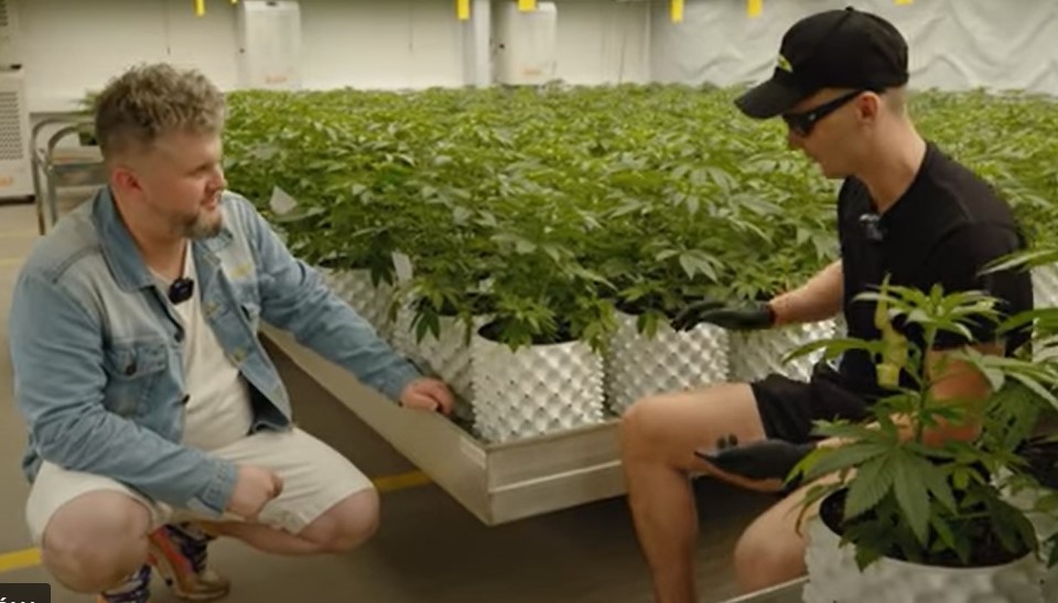 Chociaż nad Wisłą konopny rynek w porównaniu do tego w USA dopiero raczkuje, to nie brakuje w Polsce przykładów na miarę konopnego American dream. Mowa o profesjonalnej produkcji suszu CBD na Warmii. Cannabisland to uprawa konopi warta dziesiątki milionów złotych, a produkcja suszu odbywa się tam z dbałością o najwyższe standardy jakościowe.