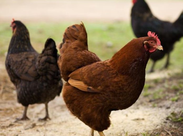 Pasza dla kurczaków zamiast paszy wzbogaconej antybiotykami okazała się skuteczna na jednej z ekologicznych ferm drobiu w Tajlandii. Właściciel fermy odstawił pokarm z antybiotykami i zaczął karmić kurczaki paszą z dodatkiem medycznej marihuany. Cały eksperyment był monitorowany przez naukowców.