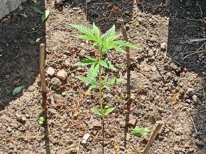 32 cm długości – tyle dokładnie miała jedna roślina konopi indyjskiej, która rosła w przydomowym ogrodzie 35 letniego mieszkańca Jawora. Tak naprawdę krzew nie zdążył nawet się rozwinąć, ale o tym, że rośnie w ogrodzie zawiadomił policjantów życzliwy sąsiad.