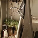 Zaniepokojony i czujny lokator, który wyczuł niepokojący zapach na klatce schodowej niezwłocznie zawiadomił policjantów. Mężczyzna myślał, że w budynku ulatnia się gaz. W rzeczywistości był to intensywny zapach domowej plantacji konopi indyjskich, w mieszkaniu sąsiadów. Całe zajście miało miejsce w jednym z budynków na warszawskim Żoliborzu.