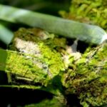 Można legalnie palić konopie indyjskie i jeszcze na tym zarobić 8 tysięcy euro. Takie oferty pracy pojawiły się na rynku niemieckim. Pracowników szuka koloński dystrybutor konopi Cannamedical. Pracodawca stawia jeden warunek – trzeba mieć pozwolenie na używanie medycznej marihuany.