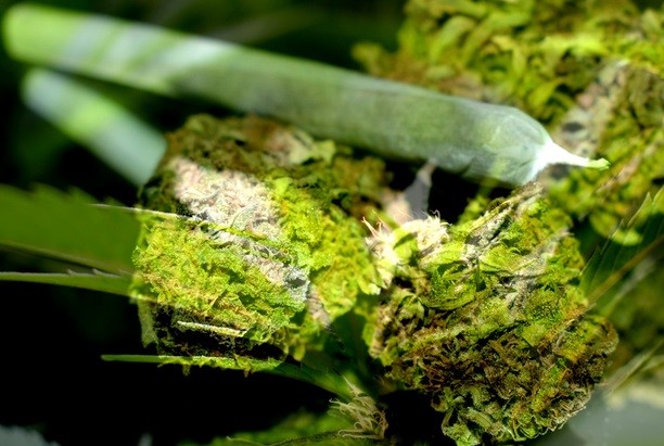 Można legalnie palić konopie indyjskie i jeszcze na tym zarobić 8 tysięcy euro. Takie oferty pracy pojawiły się na rynku niemieckim. Pracowników szuka koloński dystrybutor konopi Cannamedical. Pracodawca stawia jeden warunek – trzeba mieć pozwolenie na używanie medycznej marihuany.