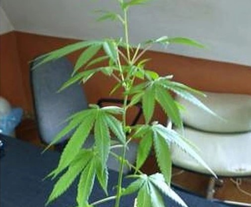 15 krzewów konopi indyjskich i pół kilograma zioła gotowego do jarania. Takimi łupami mogą się pochwalić policjanci z Katowic. 31 letniemu gliwiczaninowi grozi teraz nawet do 10 lat więzienia.