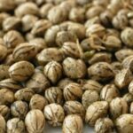 Rośliny konopi znane są ze swoich wszechstronnych zastosowań, w tym jako rośliny lecznicze, ale również jako rośliny przemysłowe i ozdobne. Jednym z najciekawszych aspektów hodowli roślin konopi jest uzyskiwanie różnych kolorów i kształtów nasion.