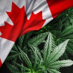 468 ton konopi indyjskich zniszczyli w zeszłym roku federalnie licencjonowani producenci z Kanady. Tak wynika z wyliczeń Health Canada. Brzmi szokująco? Jednak od 2018 r., kiedy to w Kanadzie zioło jest legalne, licencjonowani producenci niszczą coraz więcej nadwyżek marihuany na rynku.