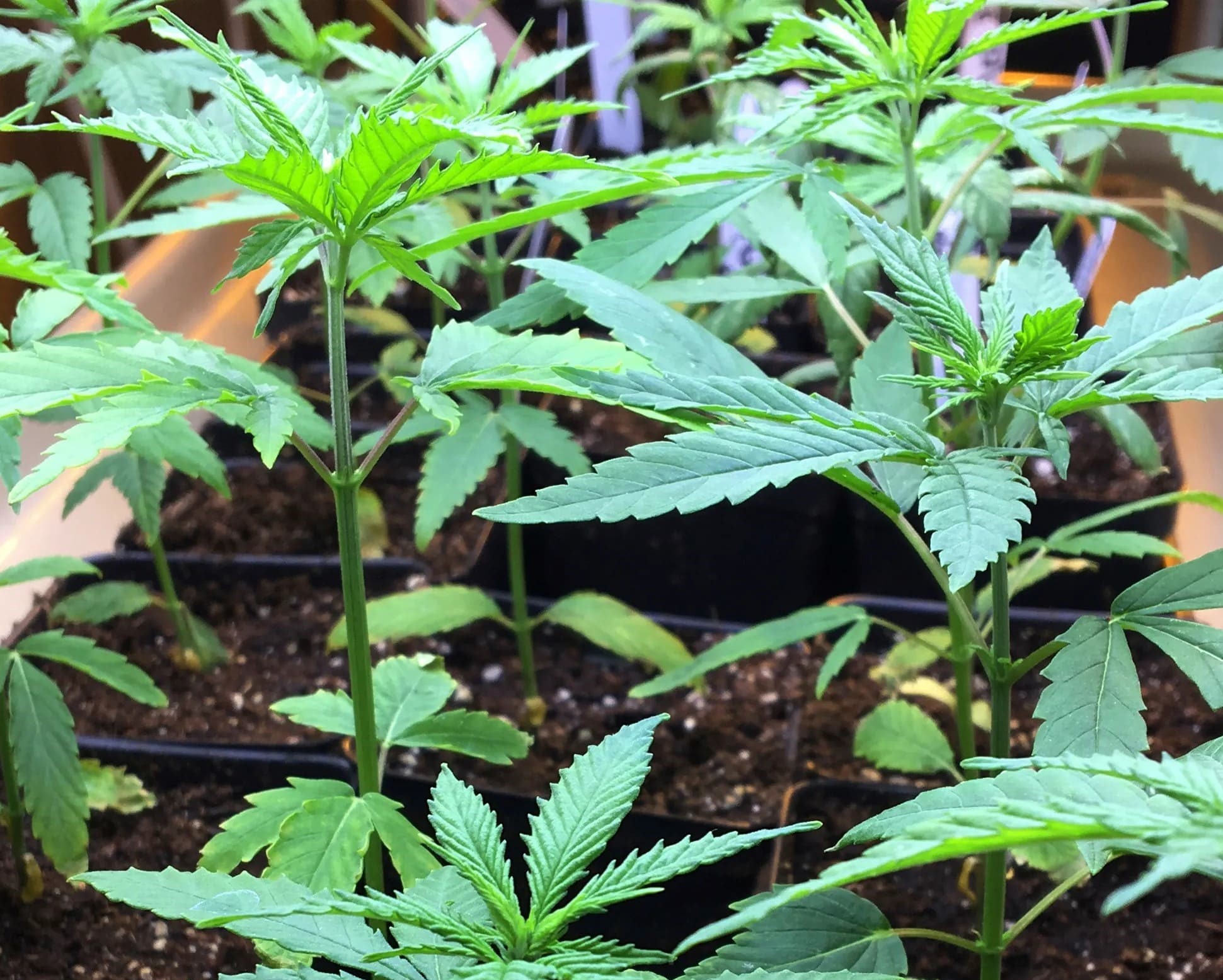 Konopie indyjskie na balkonie, w ogródku, czy po prostu w domu. Pacjenci z Nowego Jorku, którzy mają receptę na medyczną marihuanę mogą ją uprawiać na własny użytek od końca zeszłego roku.