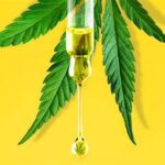 Terapeutyczne działanie konopi jest wykorzystywane na wiele sposobów. W ostatnich latach jednak rośnie popularność bardziej stężonych koncentratów i produktów CBD. Powód? Coraz więcej osób chce korzystać z terapeutycznego działania konopi bez obaw o konflikt z prawem czy też działanie psychoaktywne konopi.