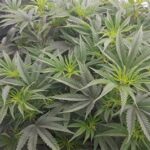 Być może dla pacjentów medycznej marihuany nie będzie to duże zaskoczenie, bo są w temacie na bieżąco. Jednak nie wszyscy muszą wiedzieć, dlatego informujemy. Rockstar i Blueberry to nowe odmiany medycznej marihuany, które niebawem będą dostępne na receptę w polskich aptekach.