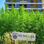 To był wyjątkowy i dostępny dla każdego zbiór konopnych plonów. Mowa o nietypowych żniwach w Lublinie, na które przyjść mógł każdy i zebrać tylko konopi ile chciał. Mało tego, uczestnicy tych wyjątkowych żniw mieli do użytku sekatory i torby, w których mogli zabrać do domu plony. 