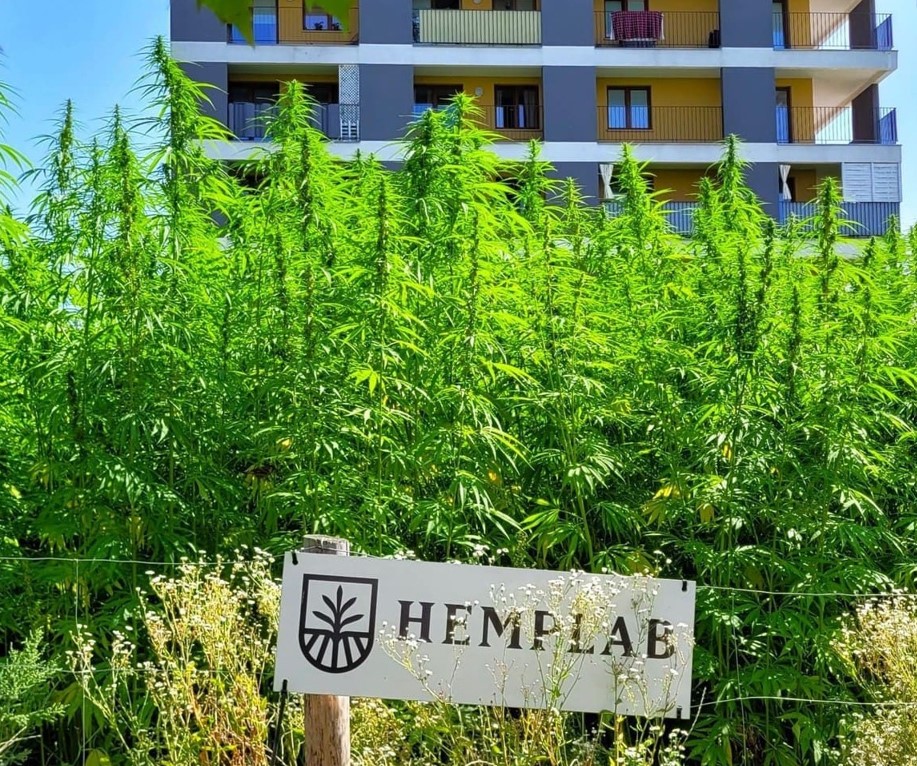 To był wyjątkowy i dostępny dla każdego zbiór konopnych plonów. Mowa o nietypowych żniwach w Lublinie, na które przyjść mógł każdy i zebrać tylko konopi ile chciał. Mało tego, uczestnicy tych wyjątkowych żniw mieli do użytku sekatory i torby, w których mogli zabrać do domu plony. 